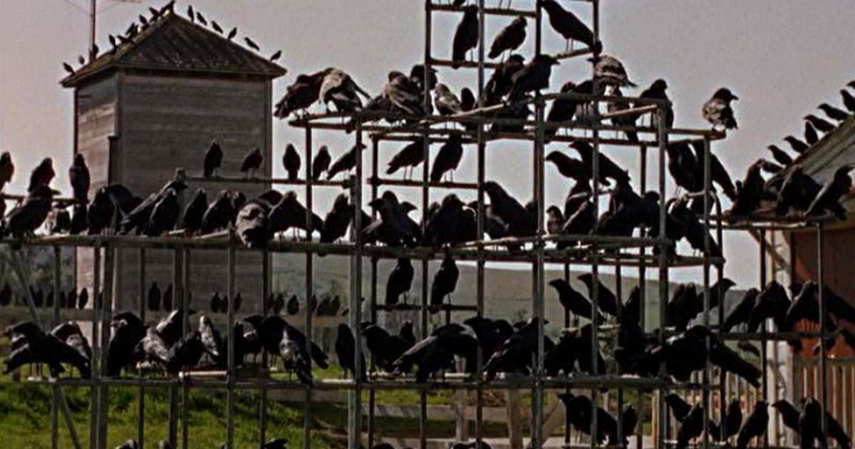 scene from The Birds with all the crows on a jungle gym